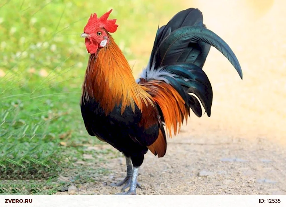 Australorp rooster