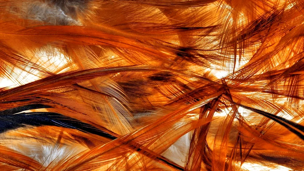 Phoenix carpet dancing
