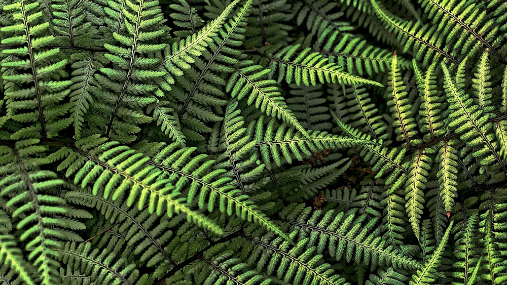 Ferns fern