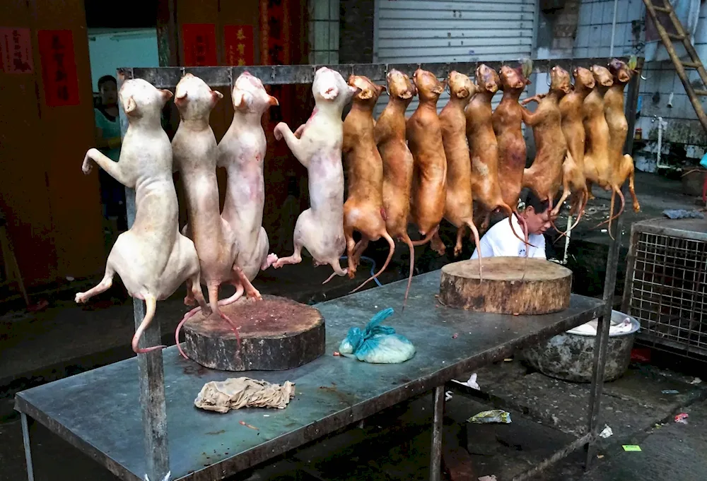 Festival of dog eating in China