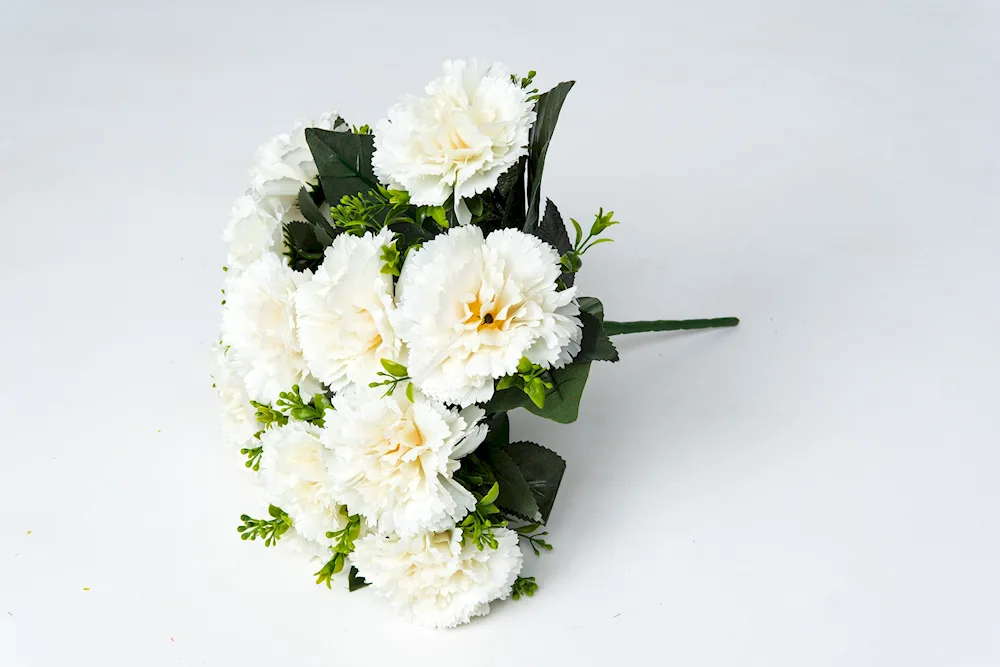 Dianthus White Carnation