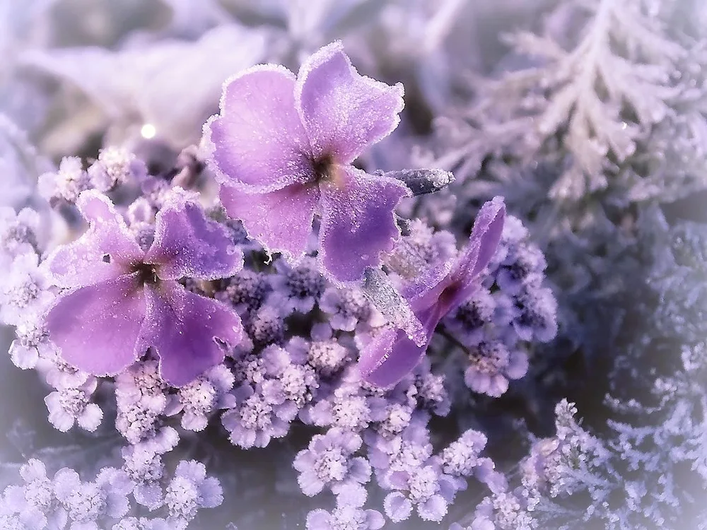 Winter flowers