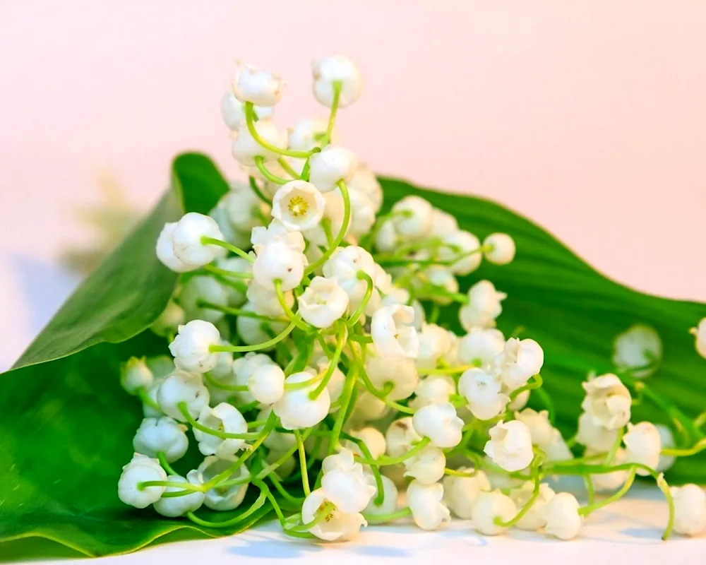 Lily of the valley