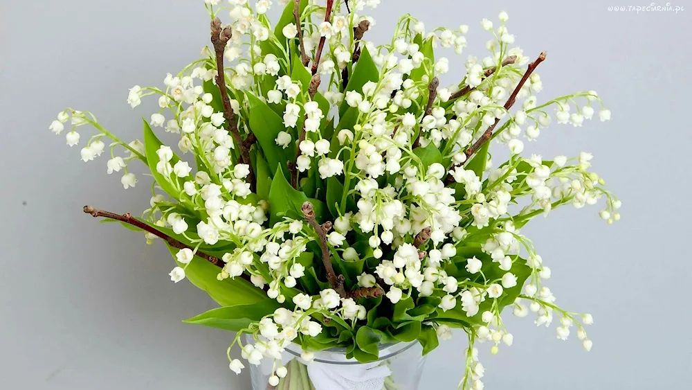 Lily of the valley