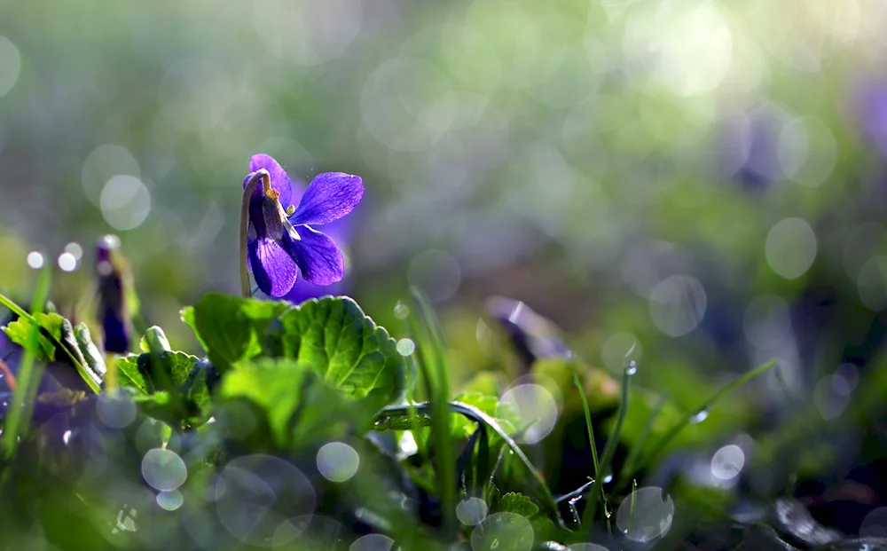 Violets Woodland in the dew