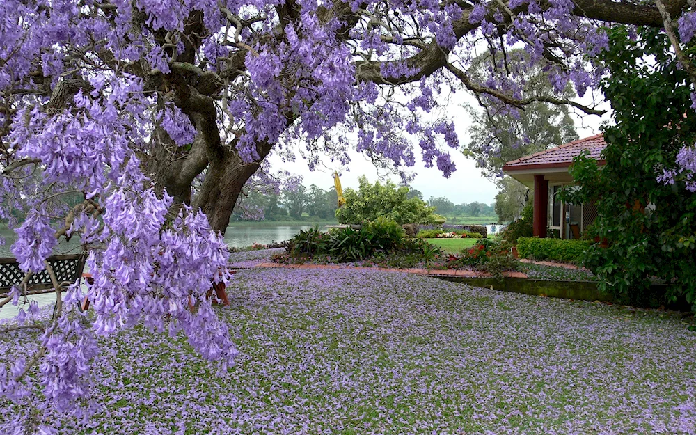 Phial tree jacaranda