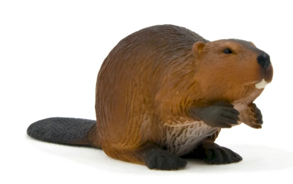 Beaver