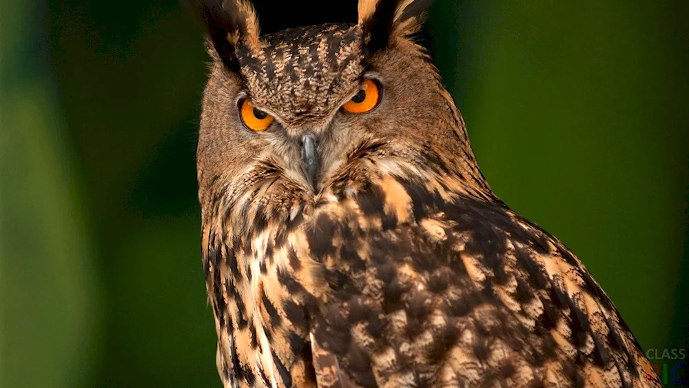 Crested whistler