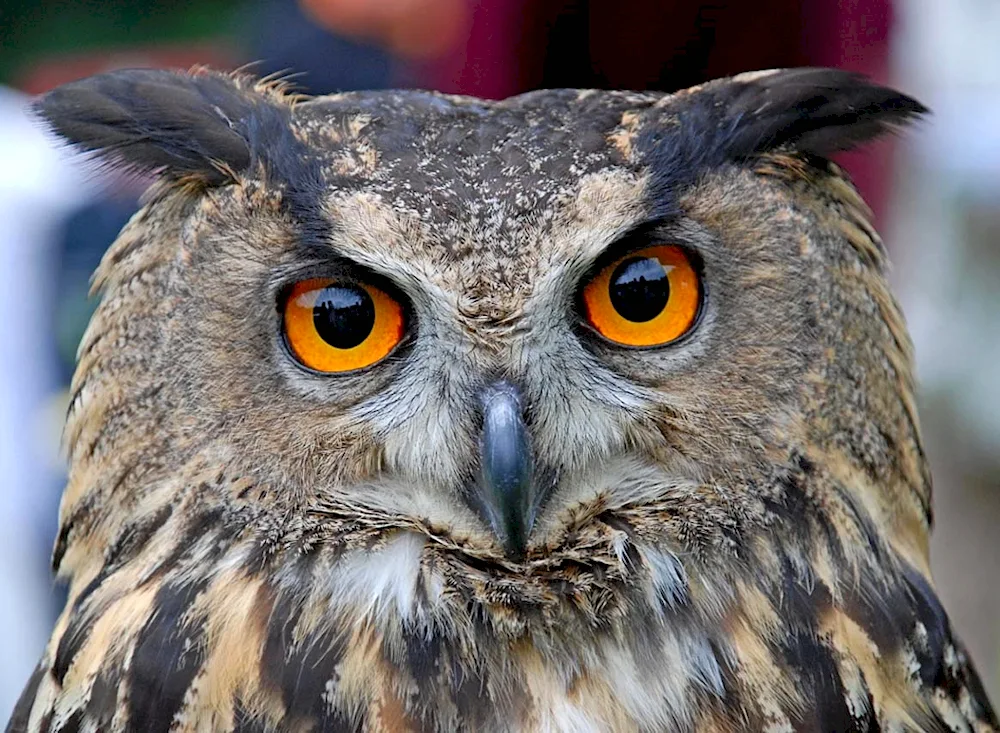 Black Long-eared Owl