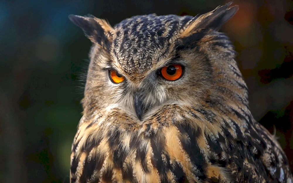 North American pygmy-footed owl