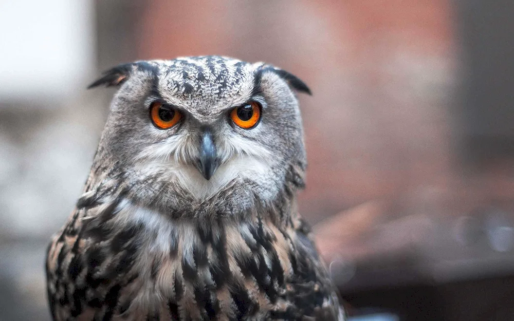 Black Long-eared Owl