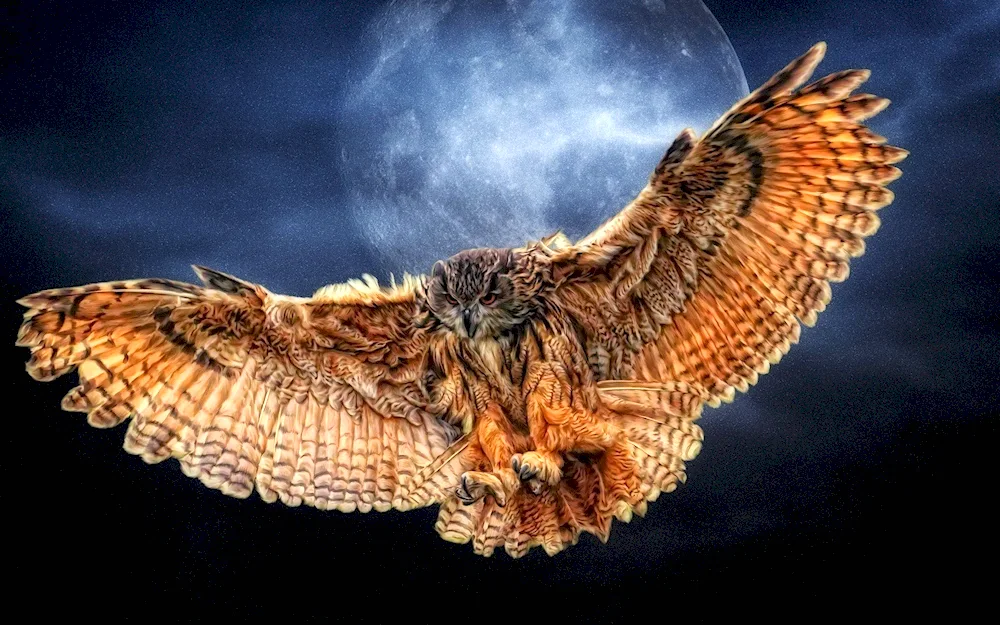 Hawk- grouse