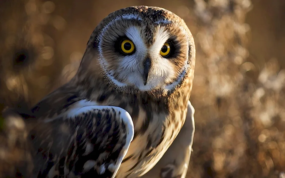 Black-eared Owl