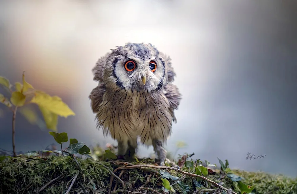 Philin Owl