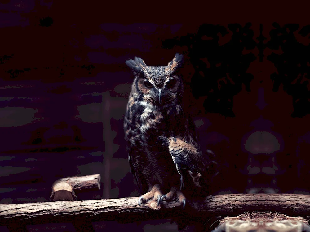 Polar Long-eared Owl