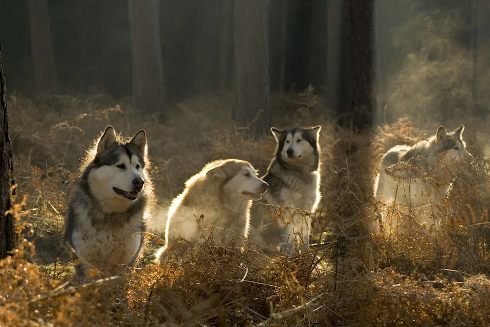 Haski Wolfpack