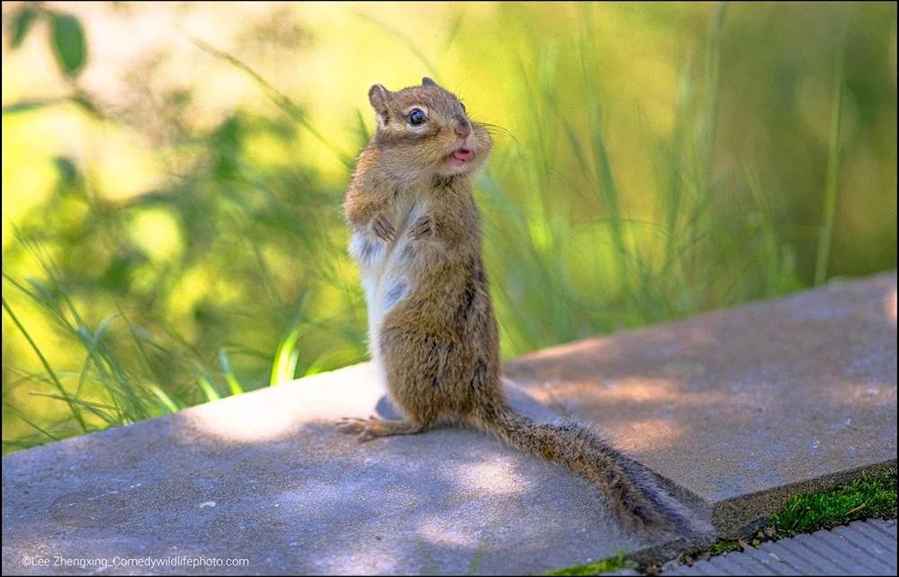 Comedy Wildlife Photography Awards finalists