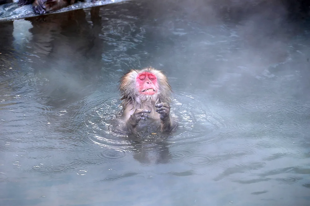 Comedy Wildlife Photography Awards finalists