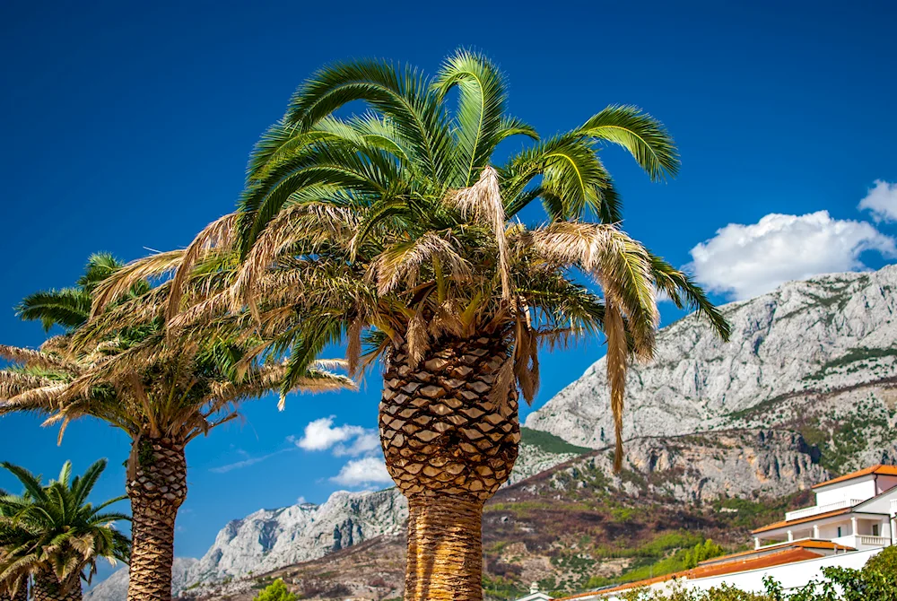 Phinic Palm in Sochi