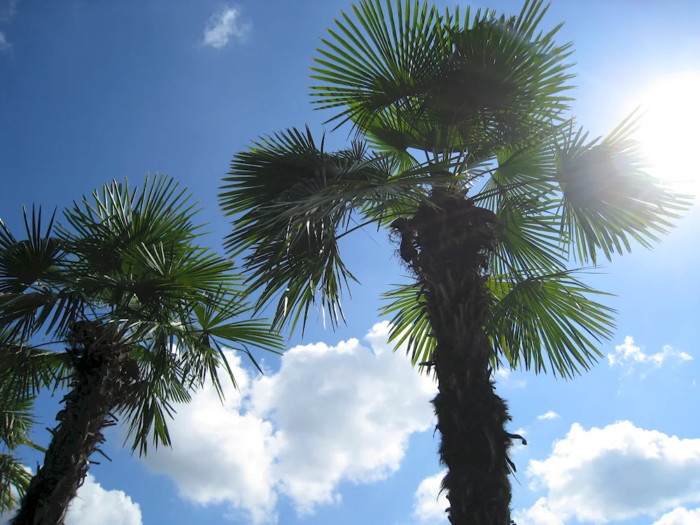 Palm grove in Adler