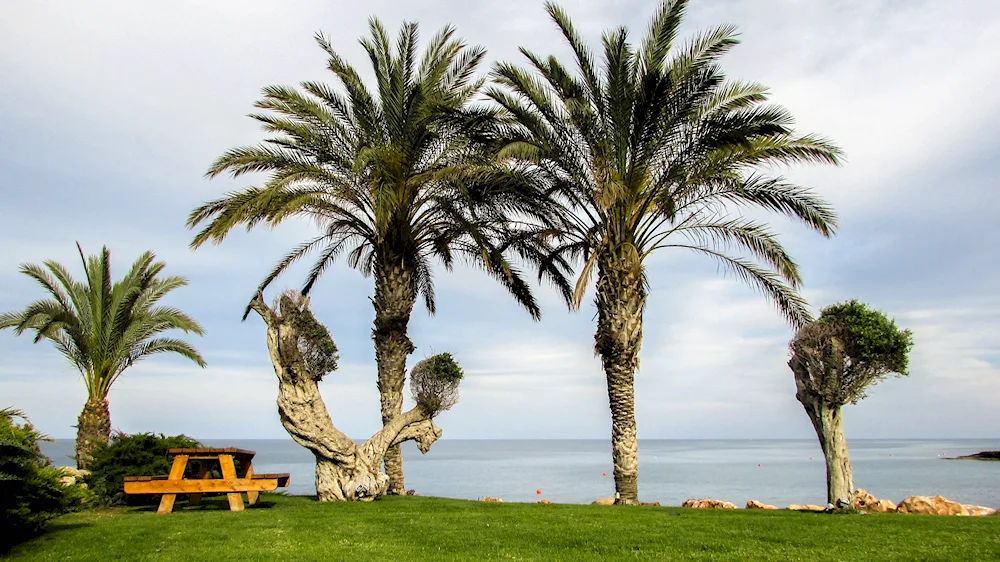 Olive Palm