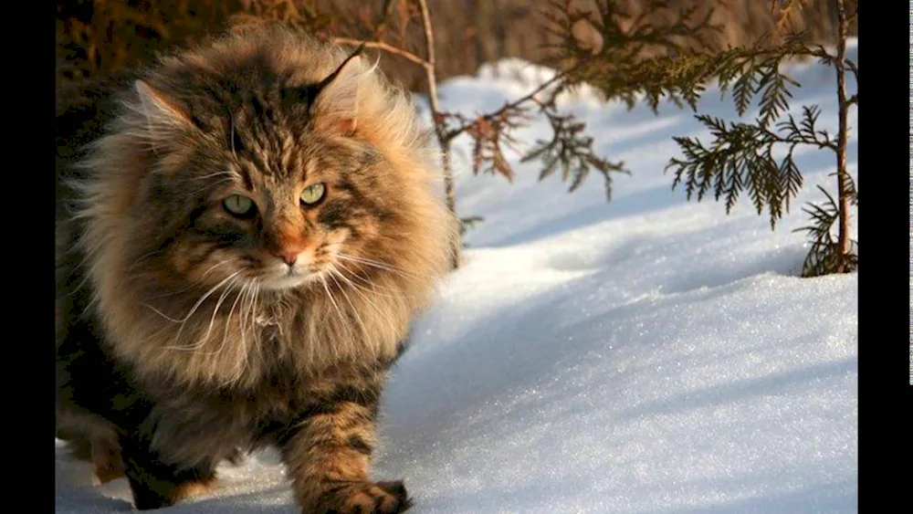 Finnish Forest cat