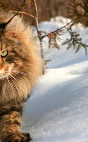 Finnish Forest Cat