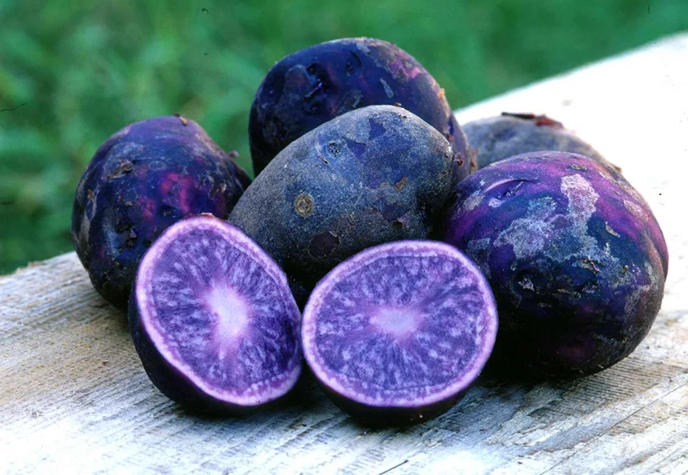 Braunschweig figs
