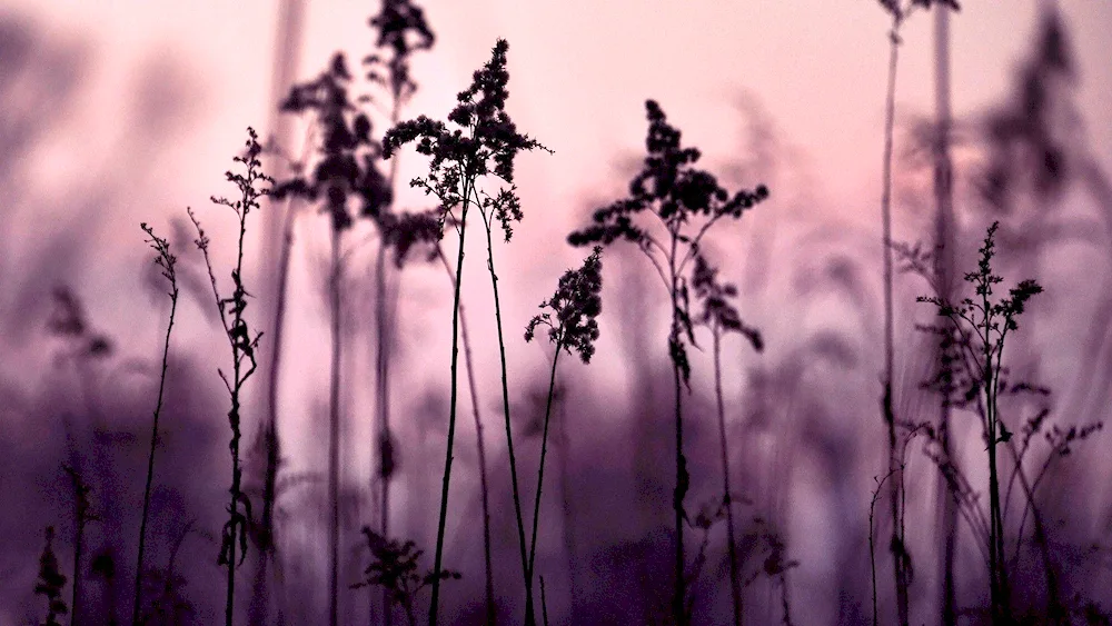 Purple nature