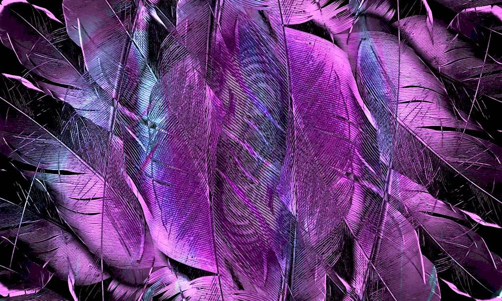 Purple feathers