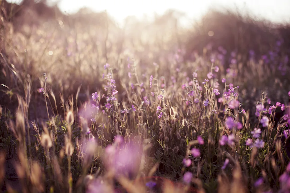 Purple flowers