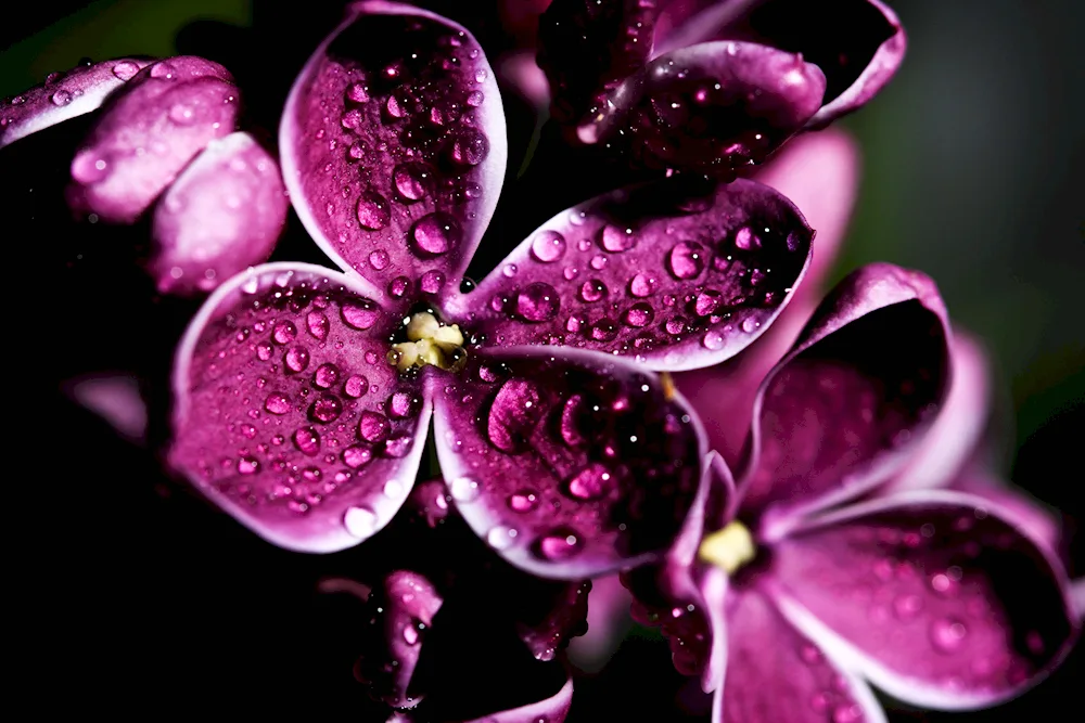 Purple flowers