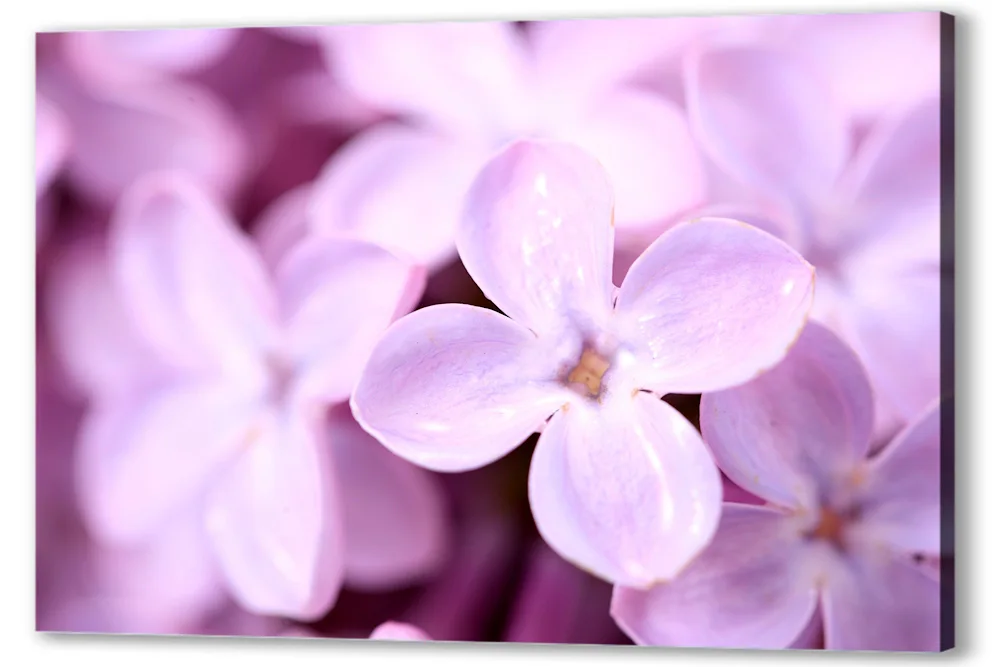 Purple flowers