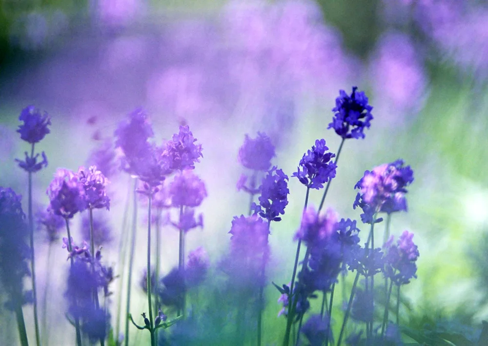 Field flowers