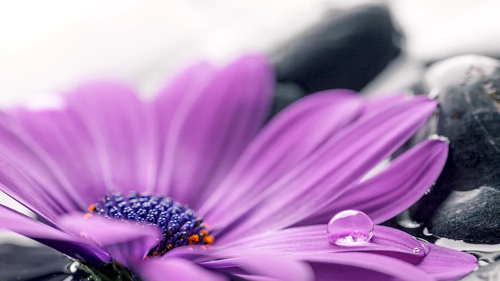 Purple flowers