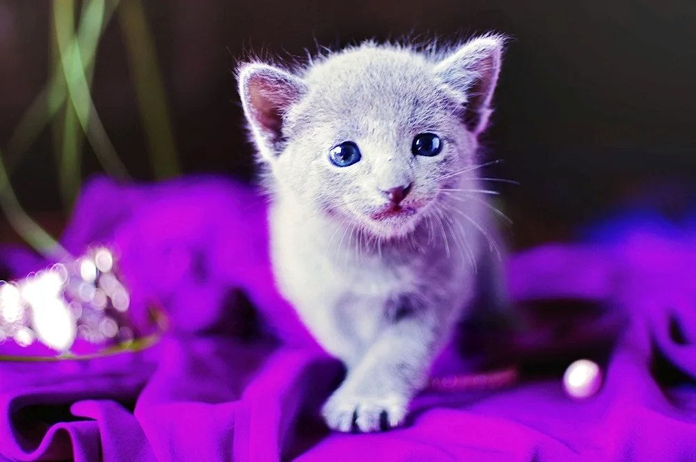 Lilac Scottish Scottish Fold