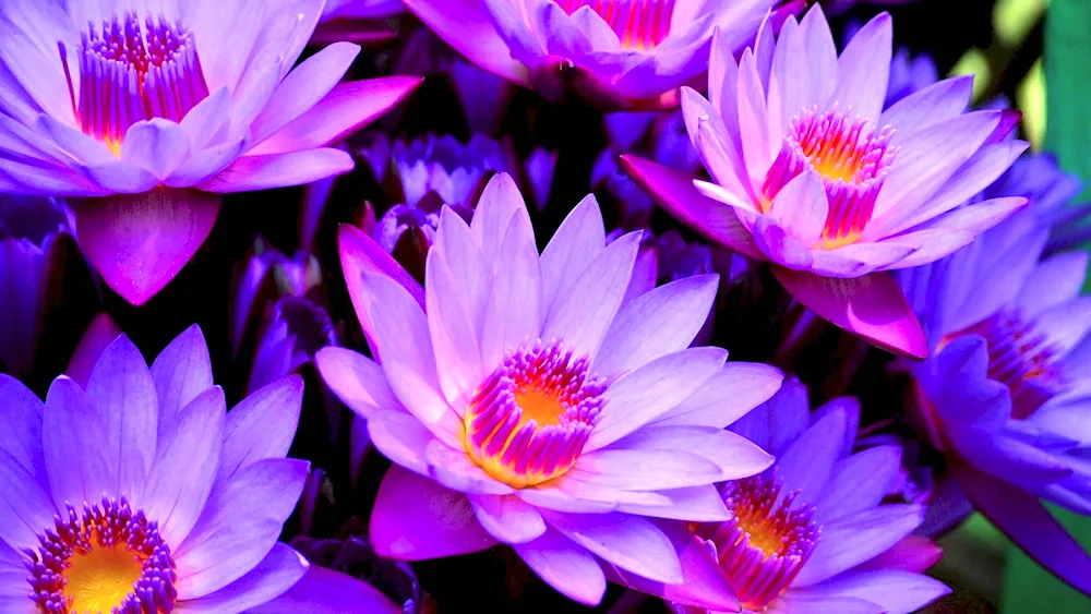 Purple Lotus