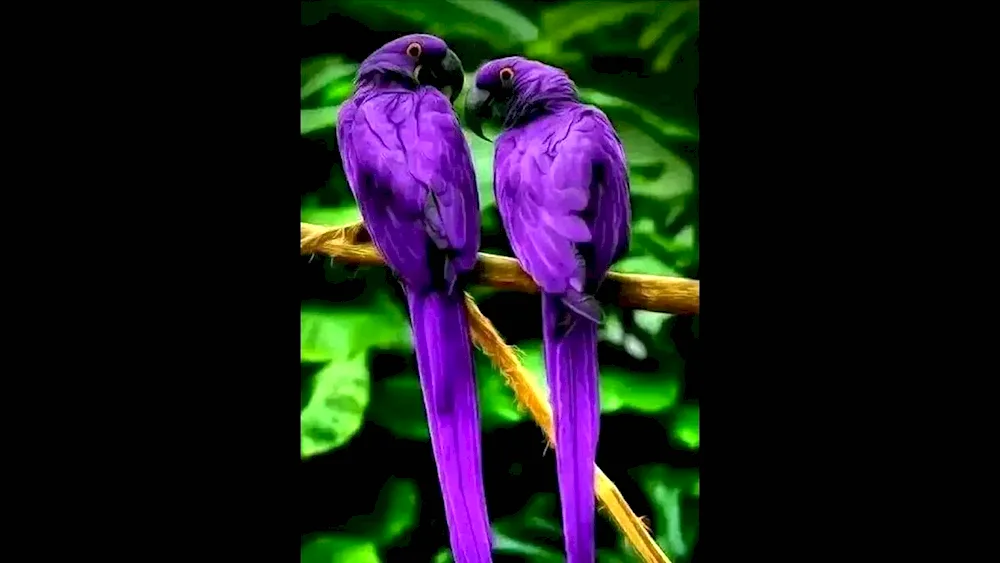 Purple parrot