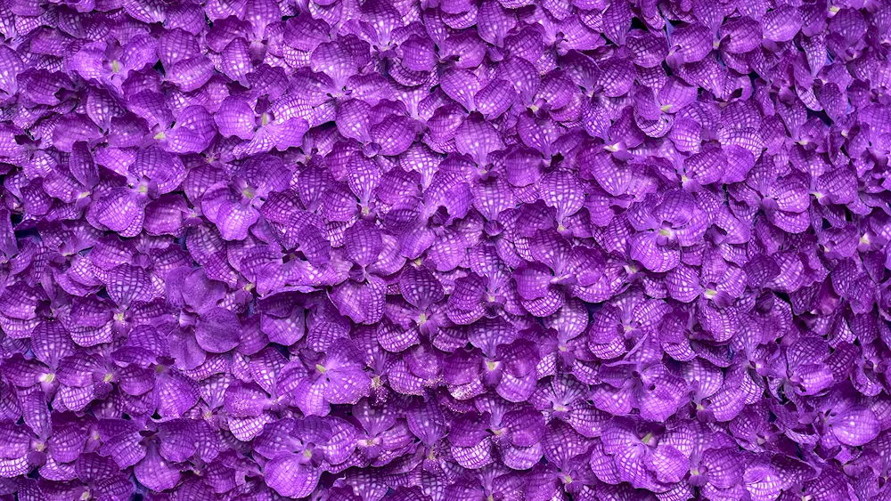 Lilac background