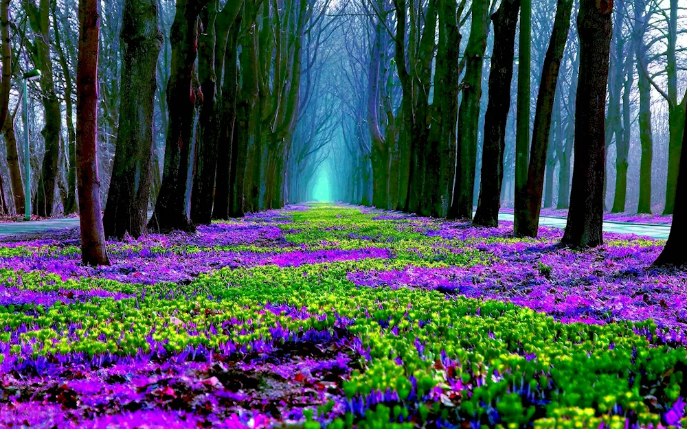 Purple colour in nature