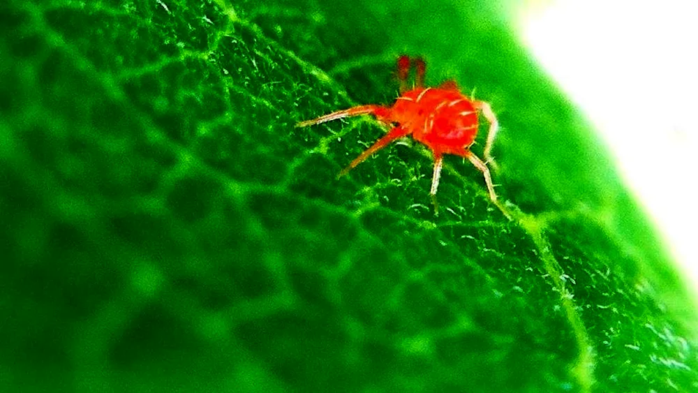 Tree aphid