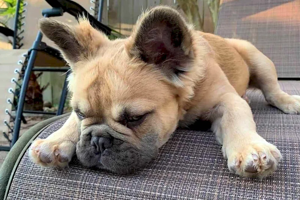 French bulldog fluffy