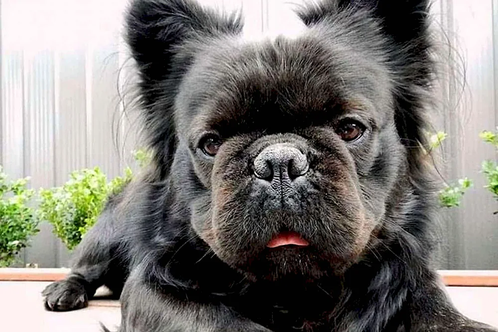 French bulldog fluffy