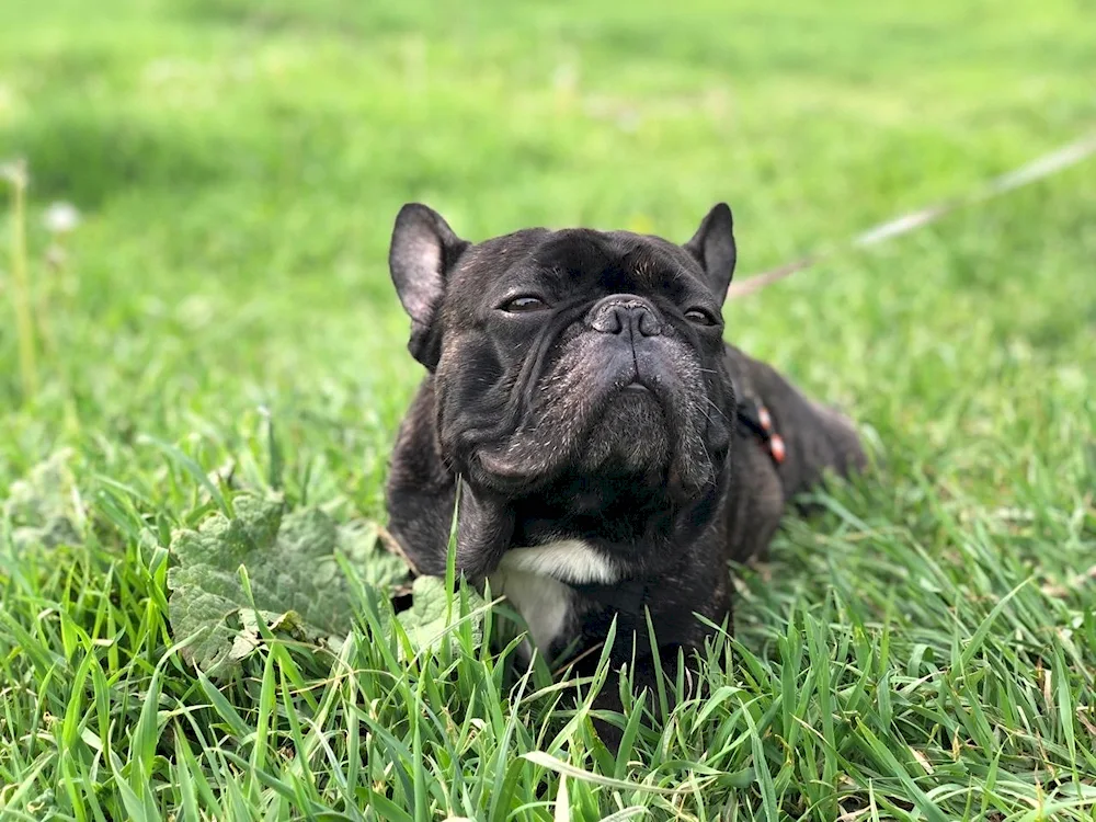 French bulldog Blue Merle