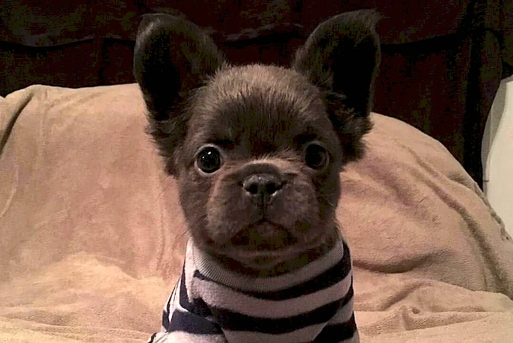 French bulldog fluffy