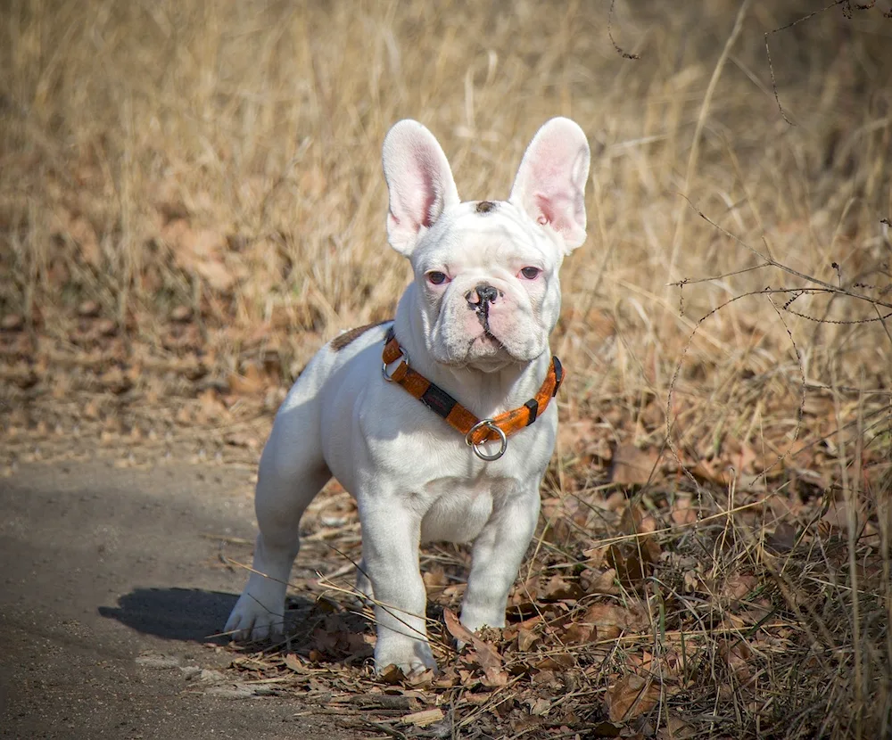 French bulldog fluffy