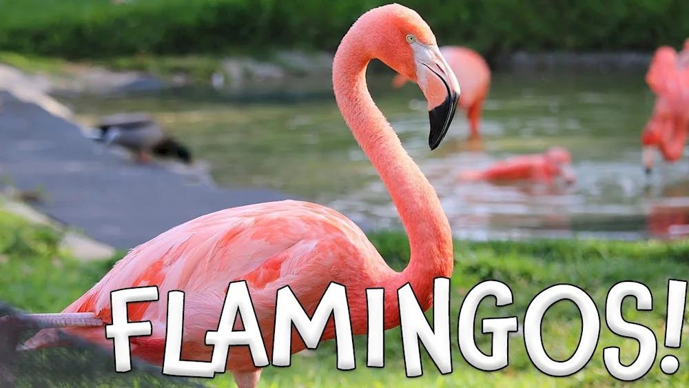 Flamingo common pink