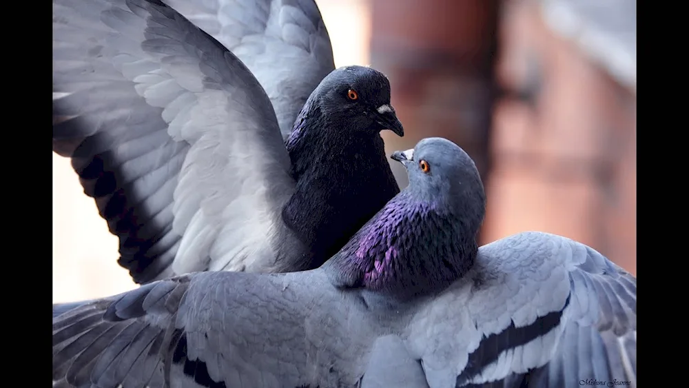 Pigeons cooing