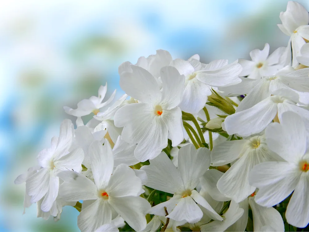 Spring White phlox