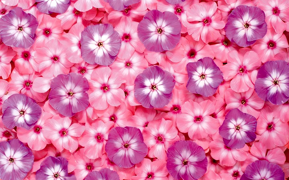 Golden Russian phlox